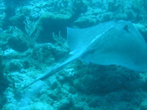 diving 7